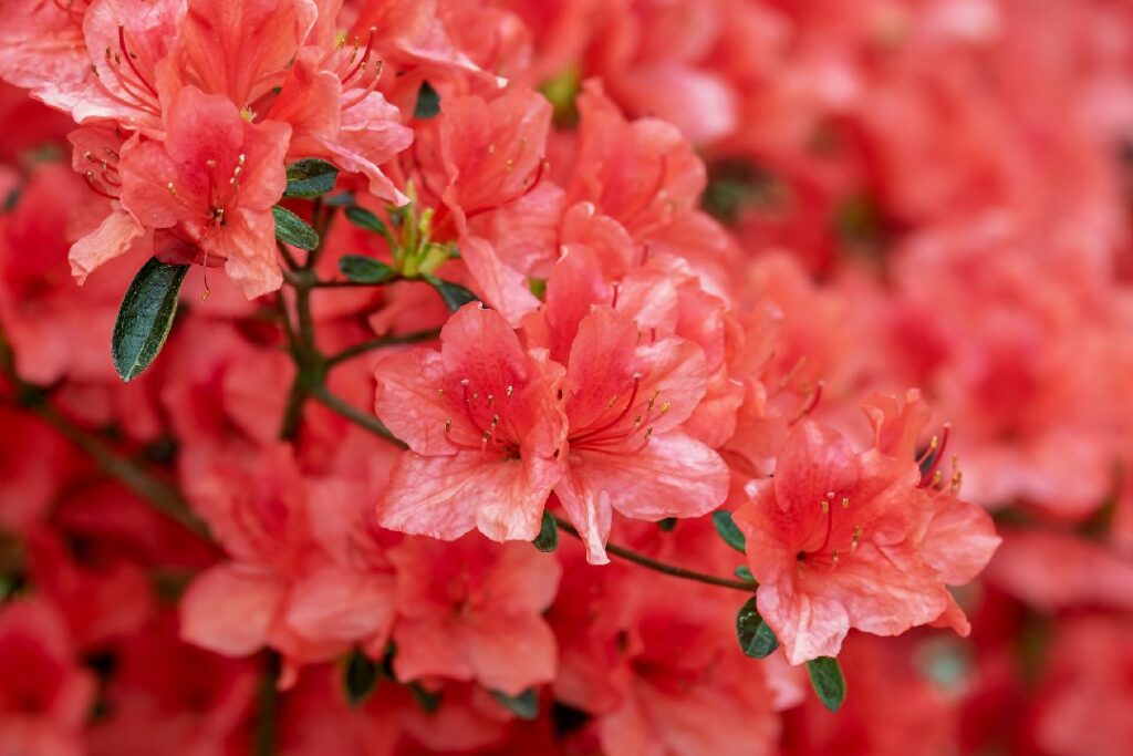 Buransh flower, Buransh juice